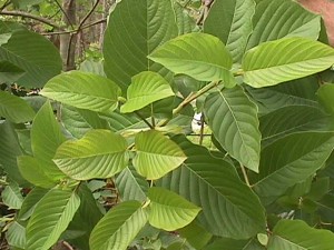 kratom-plants-for-sale